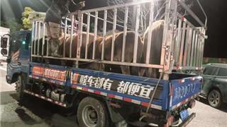 龙港新城联合党委重拳整治畜禽散养乱象